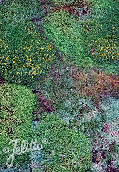 Zmes séd, rozchodníky pre zelené strechy a steny SEDUM Mix for Green Walls & Roofs cca.50 semien